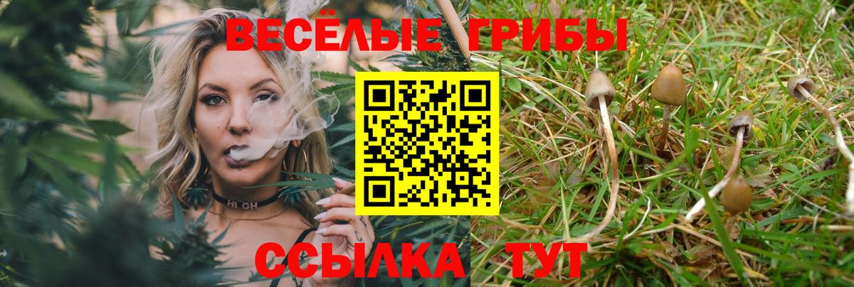 Галлюциногенные грибы Psilocybine cubensis Гудермес